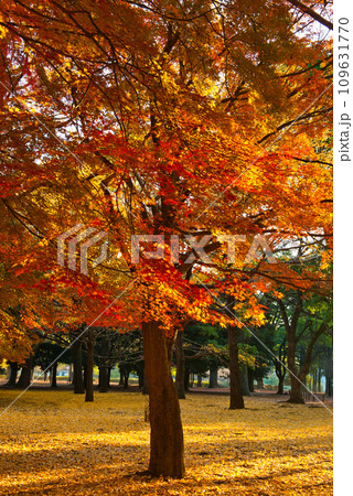 東京 代々木公園の紅に染まる紅葉  もみじ 東京 代々木公園の紅に染まる紅葉  もみじ 109631770