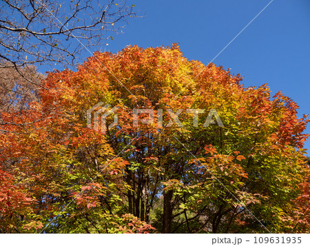 紅葉したメグスリノキ(目薬の木)と青空 紅葉したメグスリノキ(目薬の木)と青空 109631935