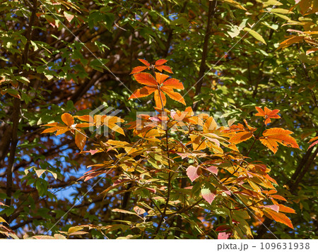 紅葉したメグスリノキ(目薬の木) 紅葉したメグスリノキ(目薬の木) 109631938