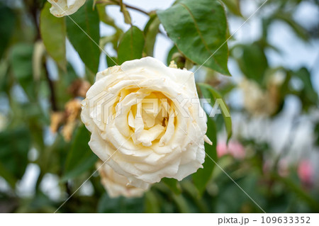 富士中央公園のバラ 富士中央公園のバラ 109633352
