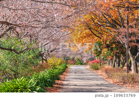 秋の庄内緑地公園、紅葉と桜〈愛知県名古屋市〉 109633769