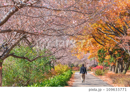 秋の庄内緑地公園、紅葉と桜〈愛知県名古屋市〉 秋の庄内緑地公園、紅葉と桜〈愛知県名古屋市〉 109633771