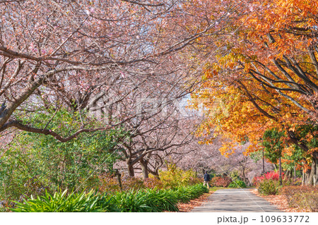 秋の庄内緑地公園、紅葉と桜〈愛知県名古屋市〉 109633772