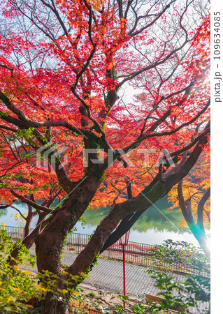 秋の聚楽園公園〈愛知県東海市〉 109634085