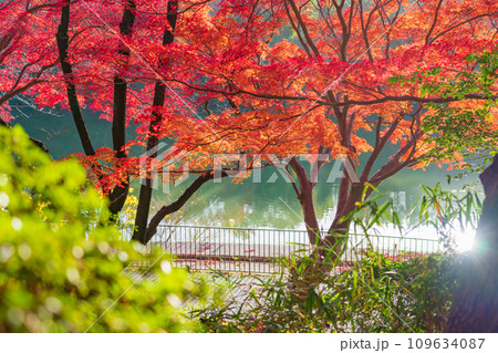秋の聚楽園公園〈愛知県東海市〉 秋の聚楽園公園〈愛知県東海市〉 109634087