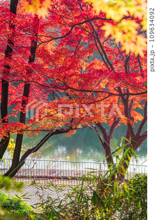 秋の聚楽園公園〈愛知県東海市〉 109634092