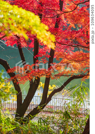 秋の聚楽園公園〈愛知県東海市〉 109634095