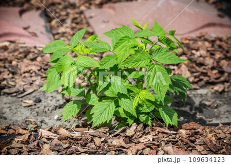 Young raspberry leaves in the garden. High quality photo 109634123