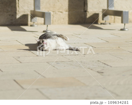 明るい路上で寝そべる猫 109634281