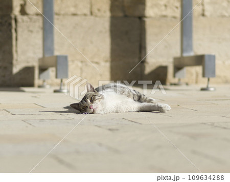 明るい路上で寝そべる猫 明るい路上で寝そべる猫 109634288