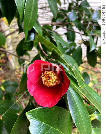晴天に映えるツバキの花 晴天に映えるツバキの花 109634465