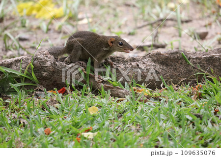 The squirrel is rest on root tree The squirrel is rest on root tree 109635076