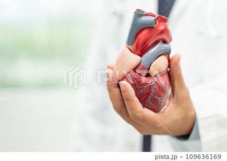 Cardiovascular disease CVD, Asian doctor holding human anatomy model for learn and treat heart disease. 109636169