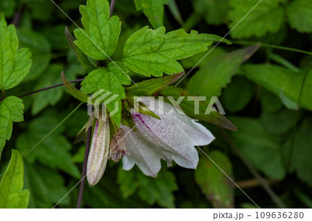 楚々とした野の花のホタルブクロ　うつむきながら咲くホタルブクロ 109636280