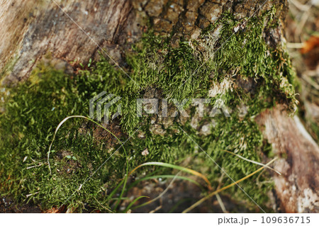 Green moss on tree bark outdoor, close up Green moss on tree bark outdoor, close up 109636715