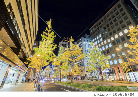 大阪市中央区　御堂筋のイルミネーション 109636784