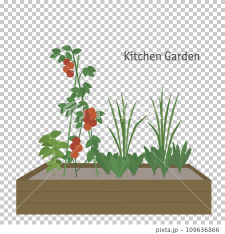 家庭菜園 109636866