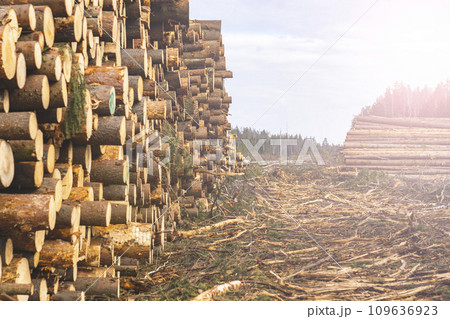 Woodpile fresh cut pine logs at sawmill factory. Big stack of tree trunks at wood production lumber mill. Processing timber material at wood construction warehouse. Chopped firewood stumps. Forestry Woodpile fresh cut pine logs at sawmill factory. Big stack of tree trunks at wood production lumber mill. Processing timber material at wood construction warehouse. Chopped firewood stumps. Forestry 109636923