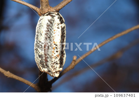 ムネアカハラビロカマキリの卵 109637401