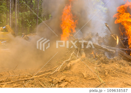 An ecological disaster occurs when trees are destroyed by smoke flames in forest wildfire 109638587