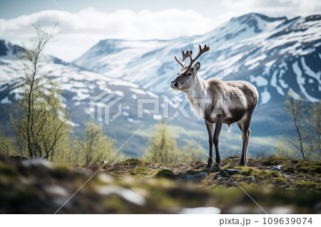 Reindeer with big antlers walking in winter tundra. 109639074