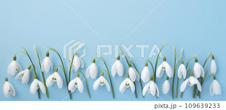Snowdrops on a light blue background with copy space. 109639233