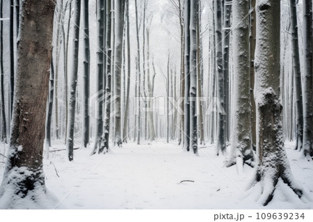 Tree trunks in dense snowy forest in winter. 109639234