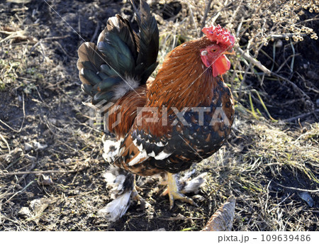 A beautiful mottled black and red rooster in the garden. A male poultry. A beautiful mottled black and red rooster in the garden. A male poultry. 109639486