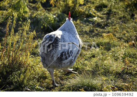 A beautiful mottled black and white cock in the garden. A male poultry. 109639492