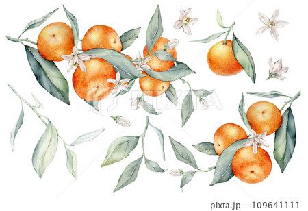 Set of mandarin branches with green leaves and flower. Hand drawn tangerines isolated background. Watercolor clipart illustrations. collection of citrus fruits. orange botanical painting 109641111