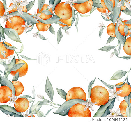 Watercolor frame illustration orange tangarine and green leaves isolated on white background. border hand painted natural plant twigs with fresh citrus fruits for design. Banner with mandarin branches 109641122