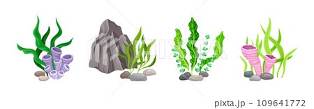 Sea Stones with Seaweeds and Algae Vector Composition Set 109641772