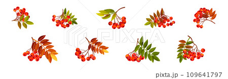 Autumn Rowan Berry Branch with Clusters and Leaves Vector Set 109641797