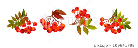 Autumn Rowan Berry Branch with Clusters and Leaves Vector Set 109641798