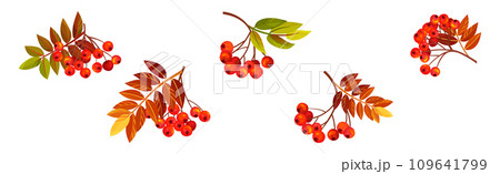 Autumn Rowan Berry Branch with Clusters and Leaves Vector Set 109641799