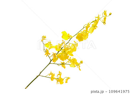 白背景のオンシジウム 白背景のオンシジウム 109641975