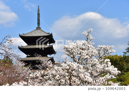 日本の春の京都 世界遺産の仁和寺 満開の御室桜と重要文化財の五重塔と美しい青空 日本の春の京都 世界遺産の仁和寺 満開の御室桜と重要文化財の五重塔と美しい青空 109642001
