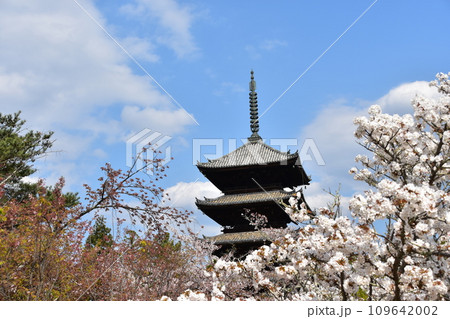 日本の春の京都　世界遺産の仁和寺　満開の御室桜と重要文化財の五重塔と美しい青空 109642002