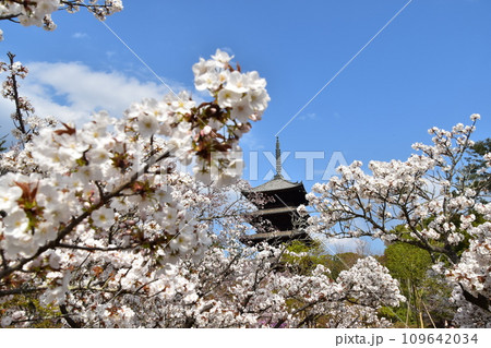 日本の春の京都　世界遺産の仁和寺　満開の御室桜と重要文化財の五重塔と美しい青空 109642034