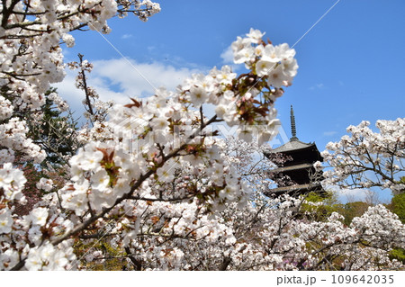 日本の春の京都 世界遺産の仁和寺 満開の御室桜と重要文化財の五重塔と美しい青空 日本の春の京都 世界遺産の仁和寺 満開の御室桜と重要文化財の五重塔と美しい青空 109642035