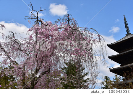日本の春の京都 世界遺産の仁和寺 重要文化財の五重塔と枝垂桜などの美しい花びら 日本の春の京都 世界遺産の仁和寺 重要文化財の五重塔と枝垂桜などの美しい花びら 109642058