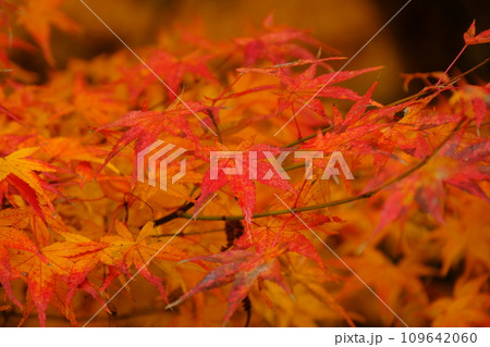 鮮やかな紅葉 鮮やかな紅葉 109642060