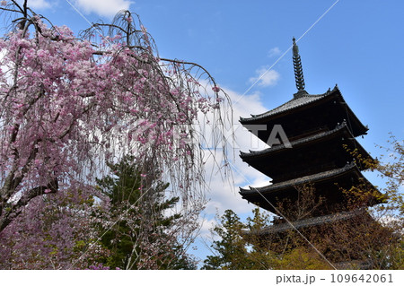日本の春の京都 世界遺産の仁和寺 重要文化財の五重塔と枝垂桜などの美しい花びら 日本の春の京都 世界遺産の仁和寺 重要文化財の五重塔と枝垂桜などの美しい花びら 109642061