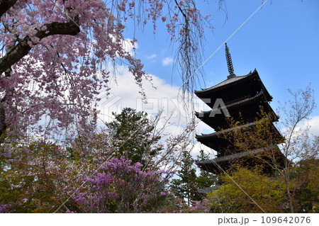 日本の春の京都 世界遺産の仁和寺 重要文化財の五重塔と枝垂桜などの美しい花びら 日本の春の京都 世界遺産の仁和寺 重要文化財の五重塔と枝垂桜などの美しい花びら 109642076