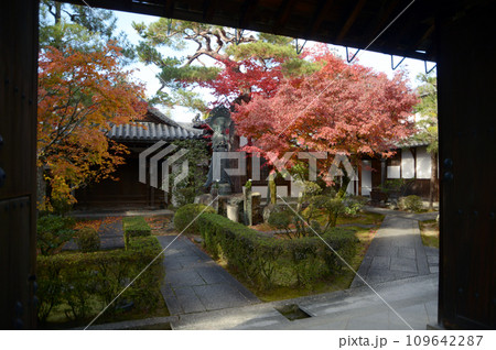 秋の妙心寺　霊雲院境内　京都市右京区花園 109642287