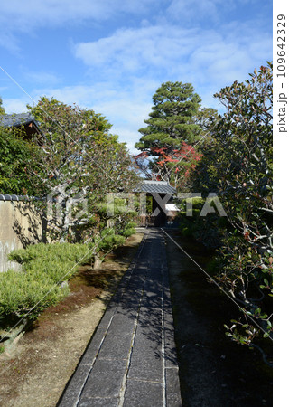 秋の妙心寺　徳雲院への参道　京都市右京区花園 109642329