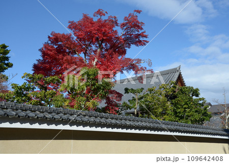 秋の妙心寺　大法院の紅葉　京都市右京区花園 109642408