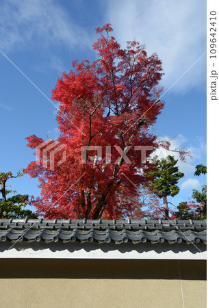 秋の妙心寺　大法院の紅葉　京都市右京区花園 109642410