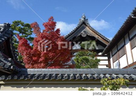 秋の妙心寺 玉龍院の紅葉 京都市右京区花園 秋の妙心寺 玉龍院の紅葉 京都市右京区花園 109642412