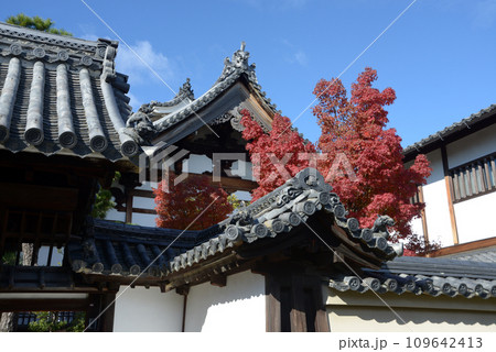 秋の妙心寺　玉龍院の紅葉　京都市右京区花園 109642413